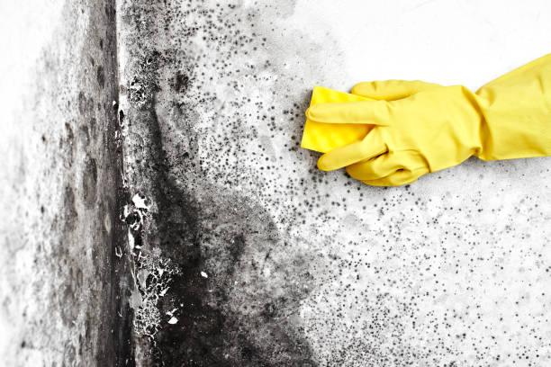 Best Biohazard Mold Removal  in Mec, CA